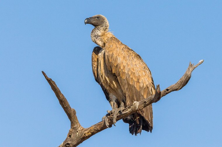 068 Zimbabwe, Hwange NP, witruggier.jpg